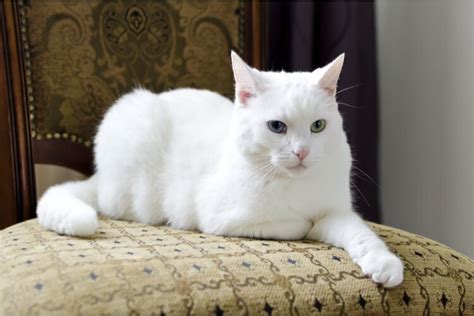 beyaz kedi isimleri dişi